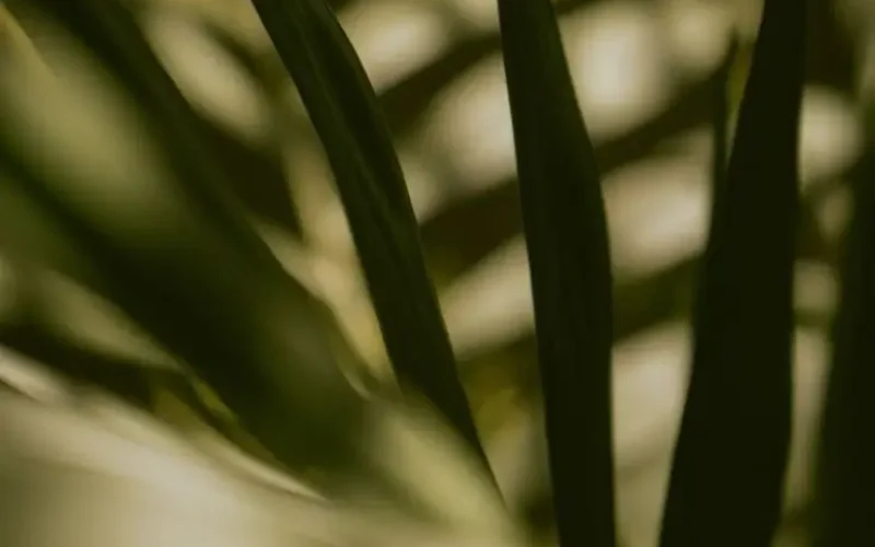 Sustainabilty.webp